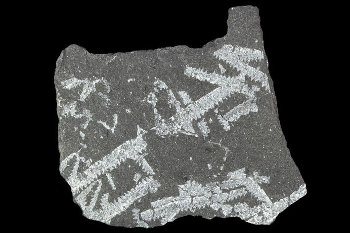 Fossil Graptolite Cluster (Didymograptus) - Great Britain #103440